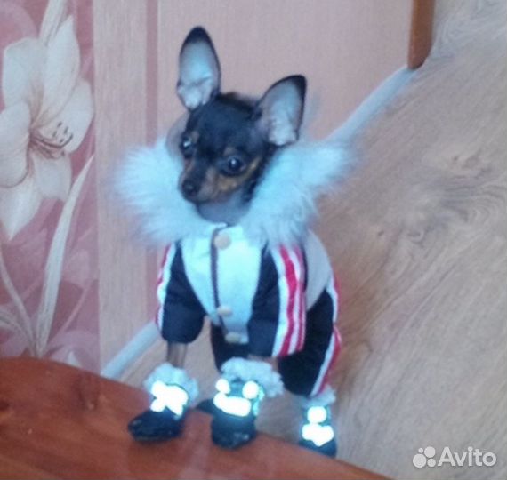 Одежда для маленьких собак