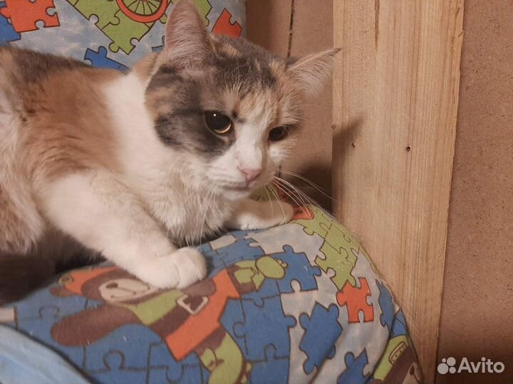 Бывшедомашняя Ася ищет хозяев, стерилизована