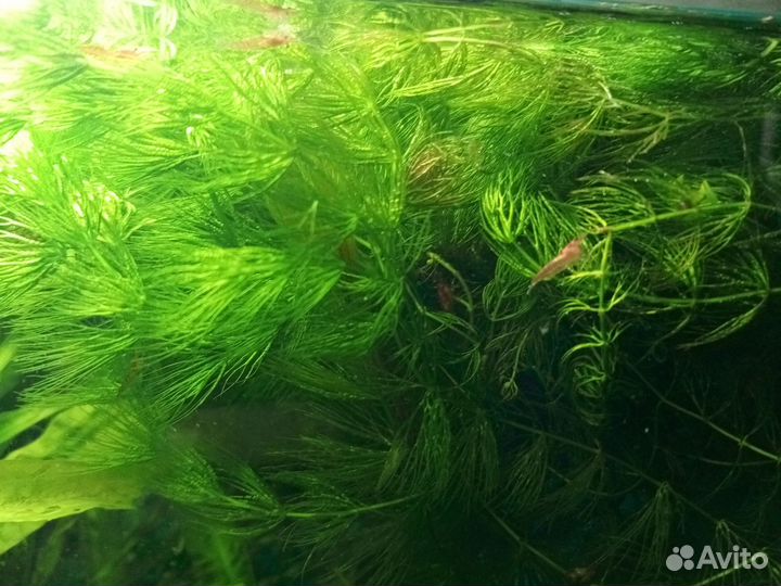 Растение аквариумное