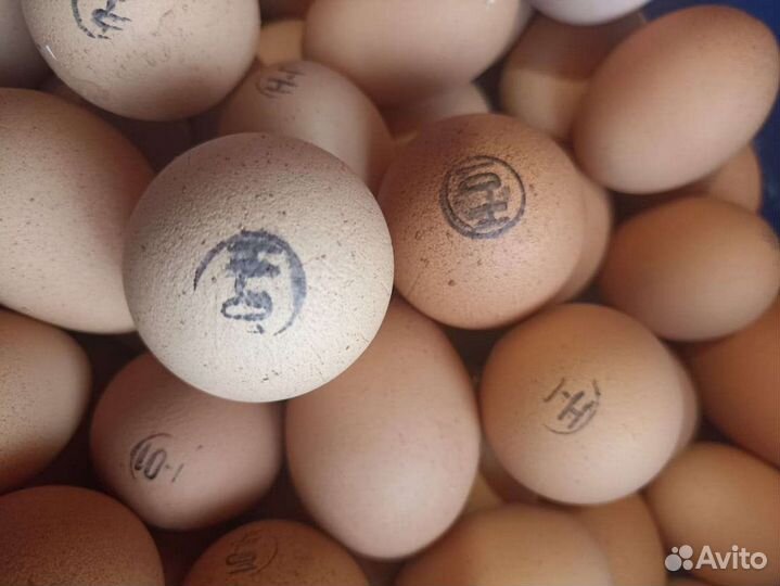 Инкубяйцо сельхозптицы