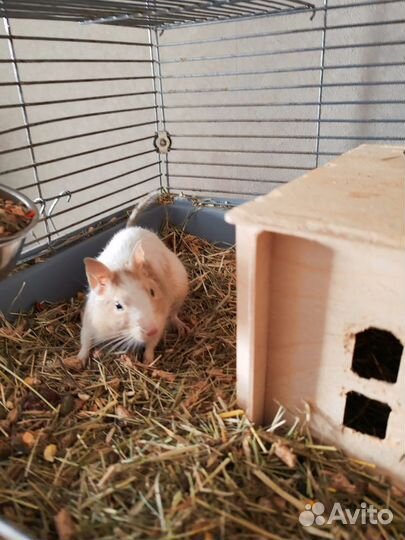 Белки дегу с клеткой