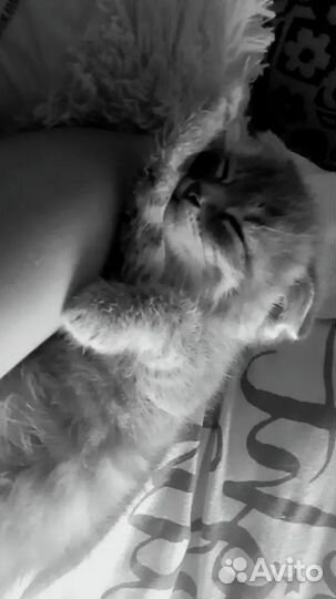 Шотландская вислоухая