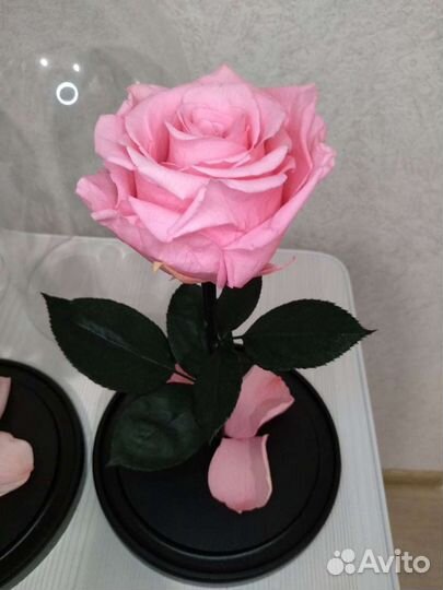 Роза в колбе подарок любимым