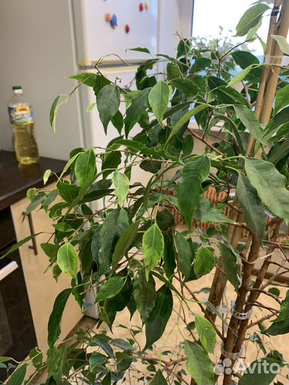 Фикус Бенджамина