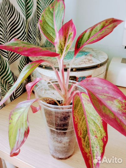 Аглаонема Крит