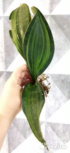 Сансевьерии