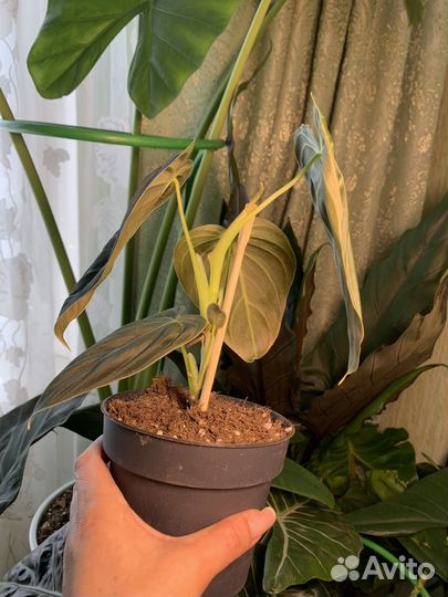 Филодендрон меланохризум