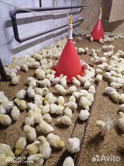Цыплята бройлер