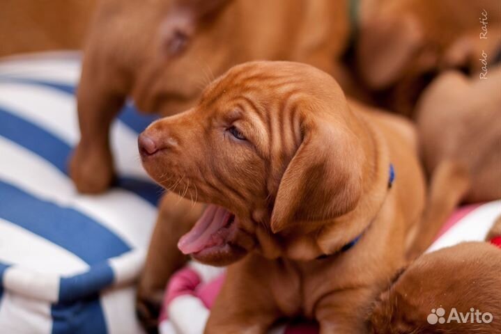 Щенки венгерской выжлы, питомник