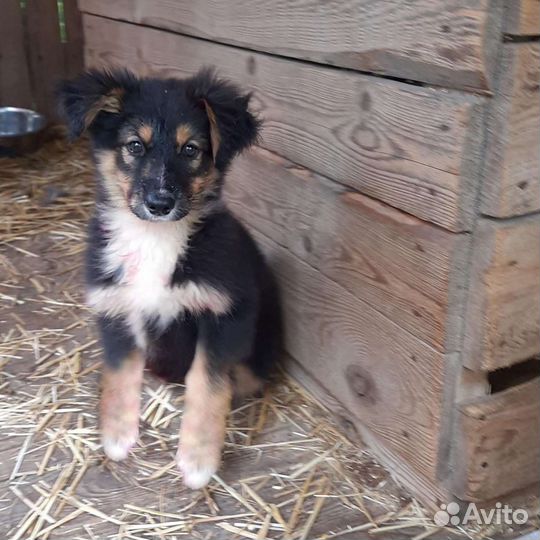 Привитые щенки