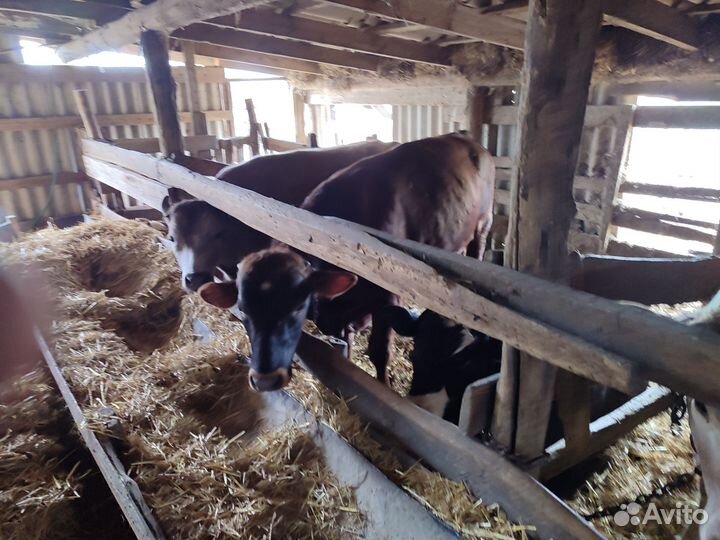 Быки на мясо