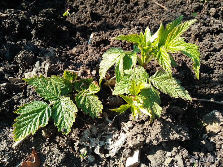 Молодые саженцы малины,сливы,клубники,винограда