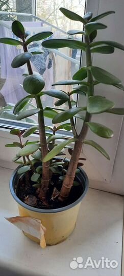 Крассула толстянка денежное дерево