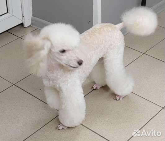 Груминг, стрижка кошек, стрижка собак, экс линька