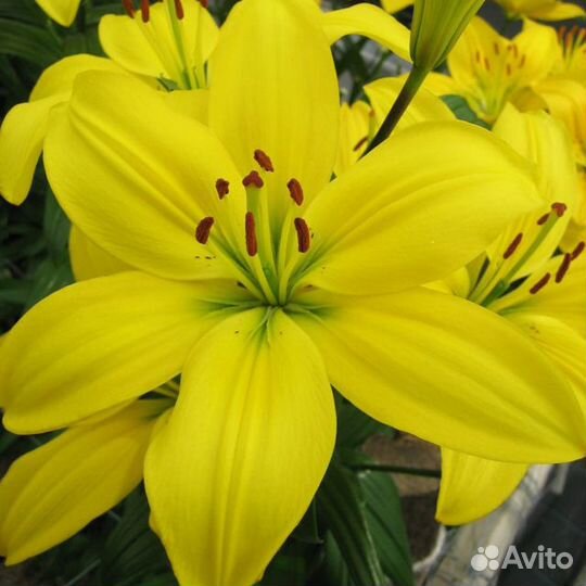 Лилии в горшках