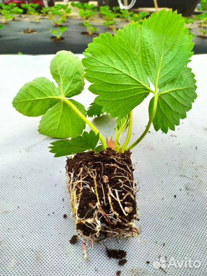 Саженцы клубники Черный принц