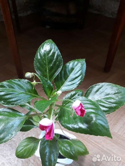 Бальзамин ванька мокрый