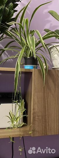 Комнатный цветок. Хлорофитум