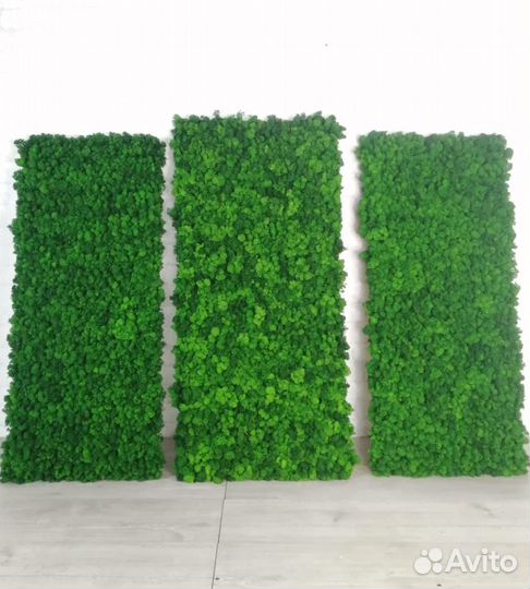 Мох стабилизированный оптом и в розницу