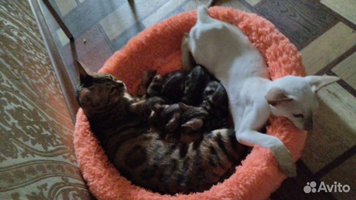 Бенгальские