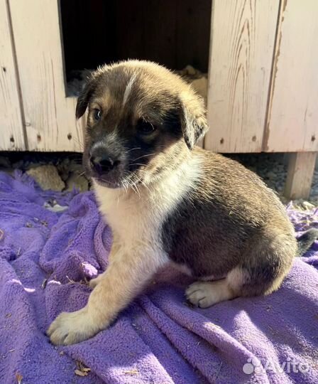 Щенок мальчишка