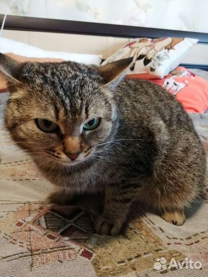 Мурка в добрые руки