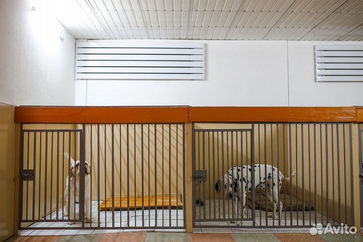 Гостиница для животных 