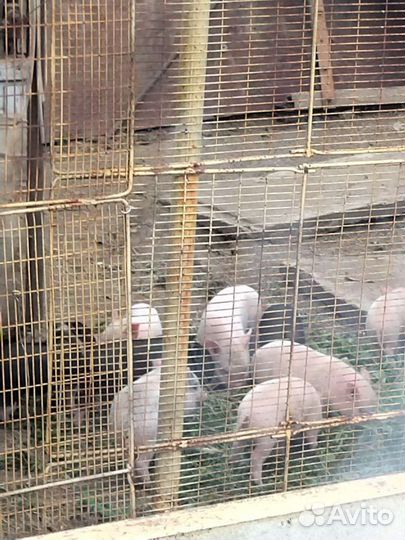 Вьетнамские Просята