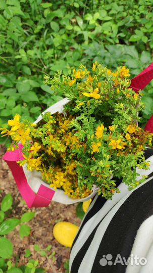 Масло (Мацерат) зверобоя от витилиго и депрессии