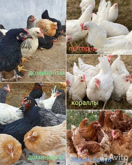 Куры молодки несушки