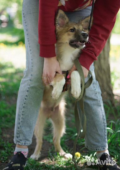 Щенок Тоби ищет дом