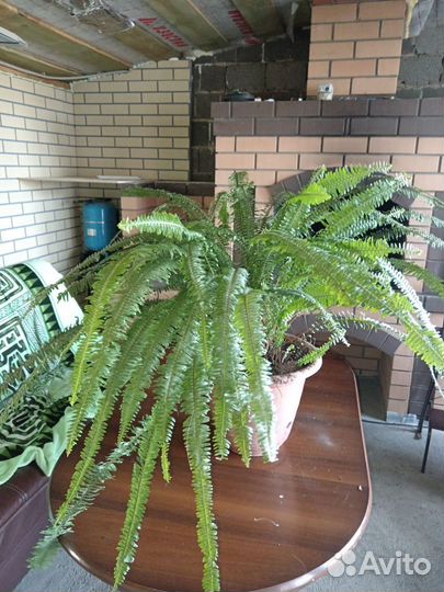 Папоротник комнатный