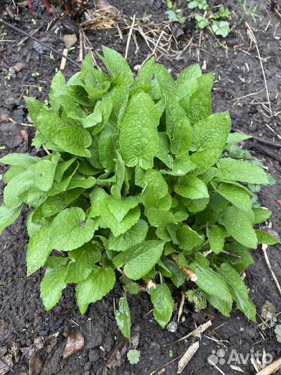 Многолетники для сада