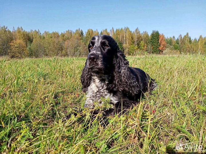 Английский кокер Спаниель