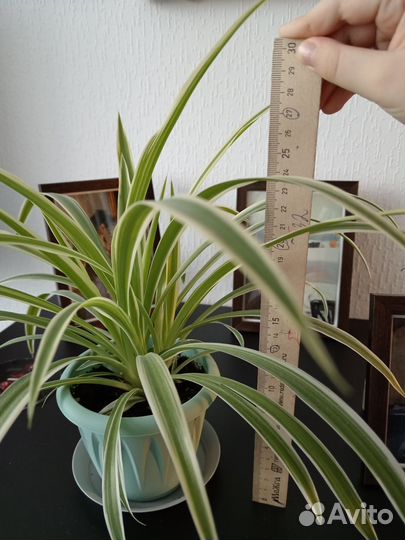 Хлорофитум