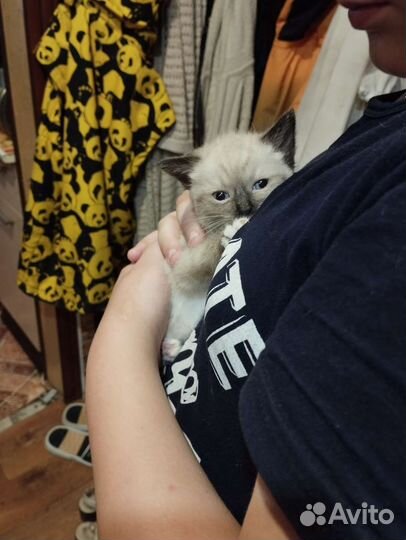 Котята в добрые руки бесплатно