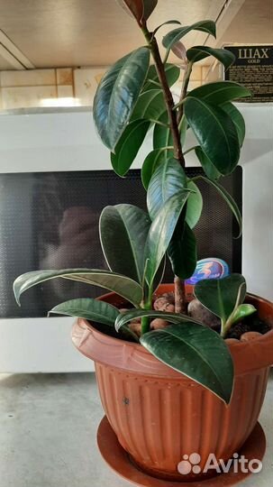 Фикус Мелани, Шеффлера