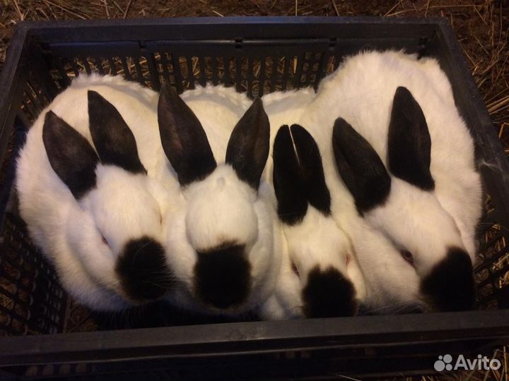 Кролики калифорнийские