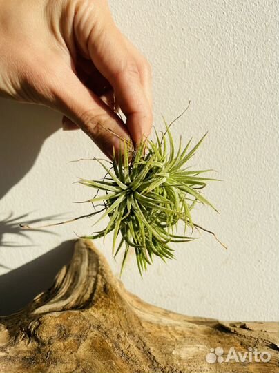 Тилландсия атмосферная