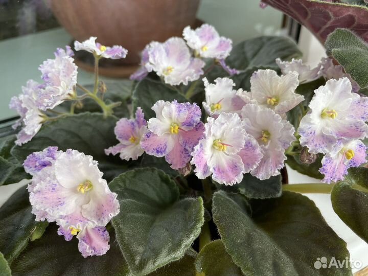 Фиалки, обмен/продажа