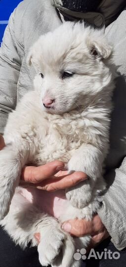 Белый щенок