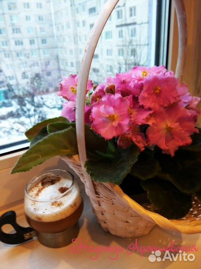 Цветущие фиалки