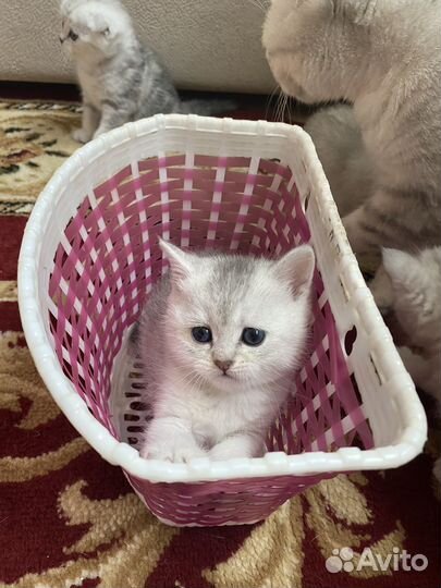 Британская серебристая шиншилла