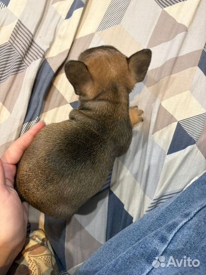 Французский бульдог щенки