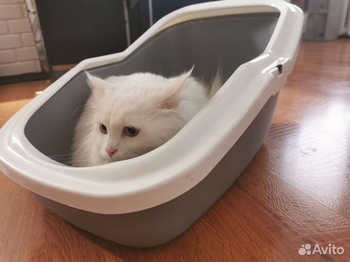 Лоток для кошек большой бу