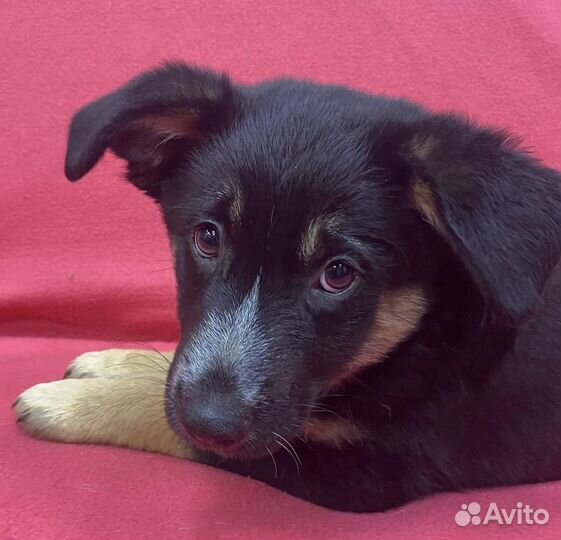 Щенок Зайка в дар. До четверга