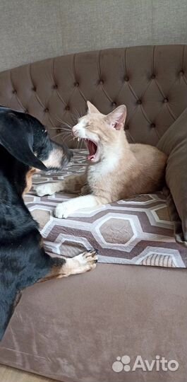 Котенок в добрые руки