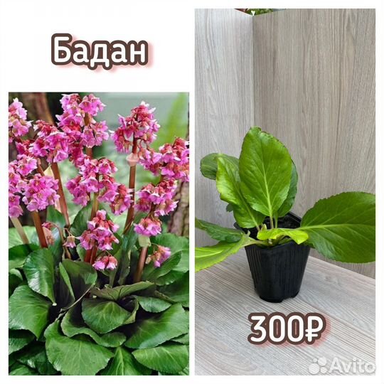 Многолетники, изгородь