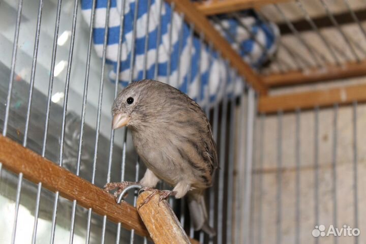 Канарейки. Самки