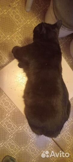 Отдам бесплатно животные кошки